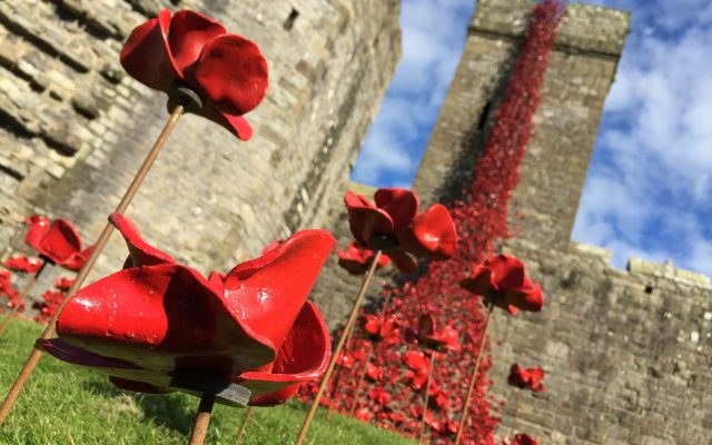 Caernarfon_Castle_Poppies_Sculpture_-_closeup_of_11